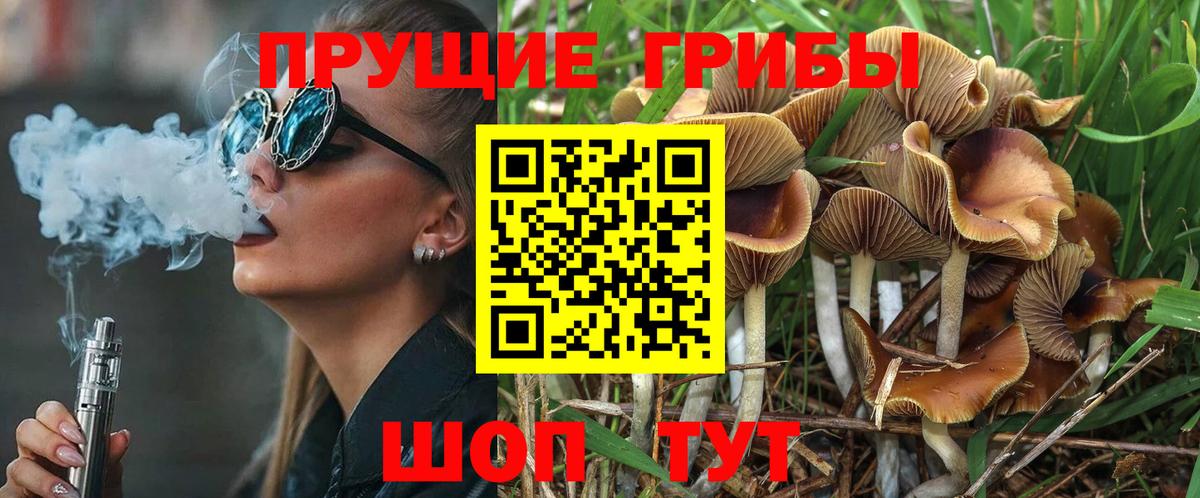 Псилоцибиновые грибы мицелий Тавда